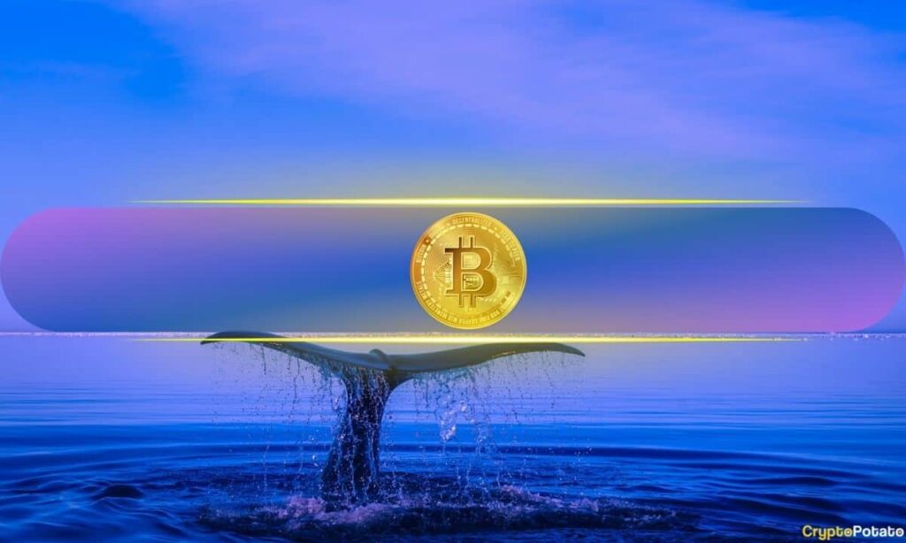 Bitcoin Whale 1