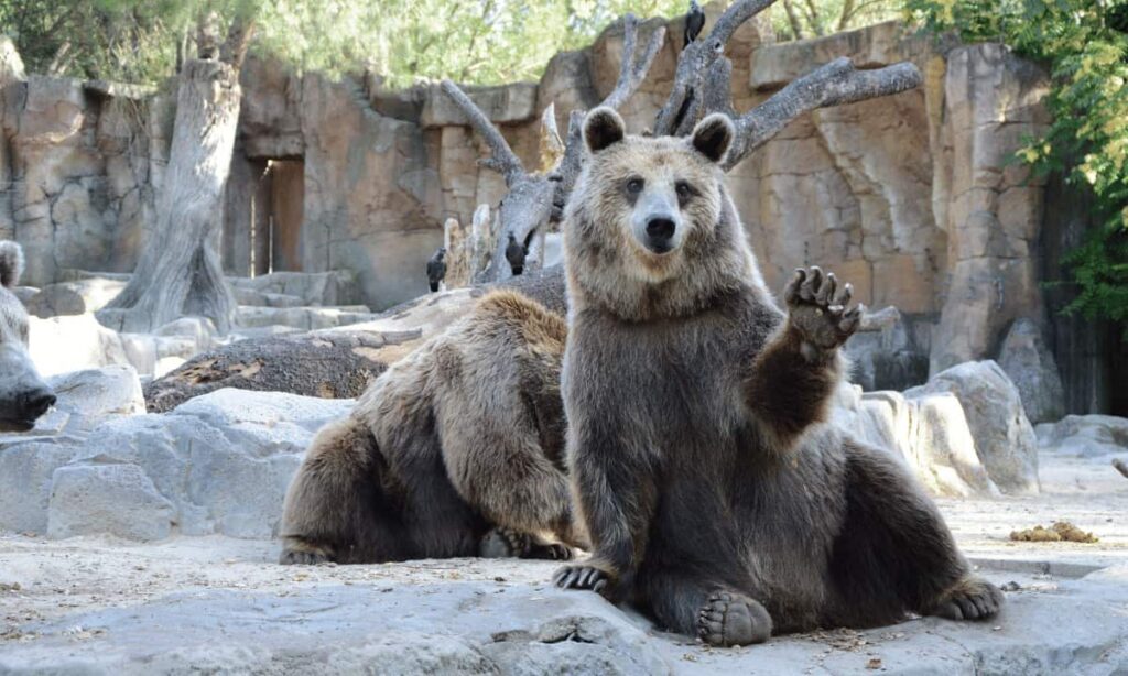 Bears