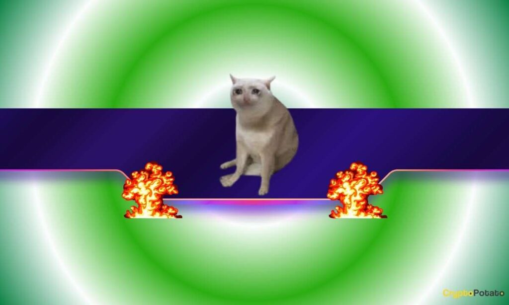 CASHCAT CB