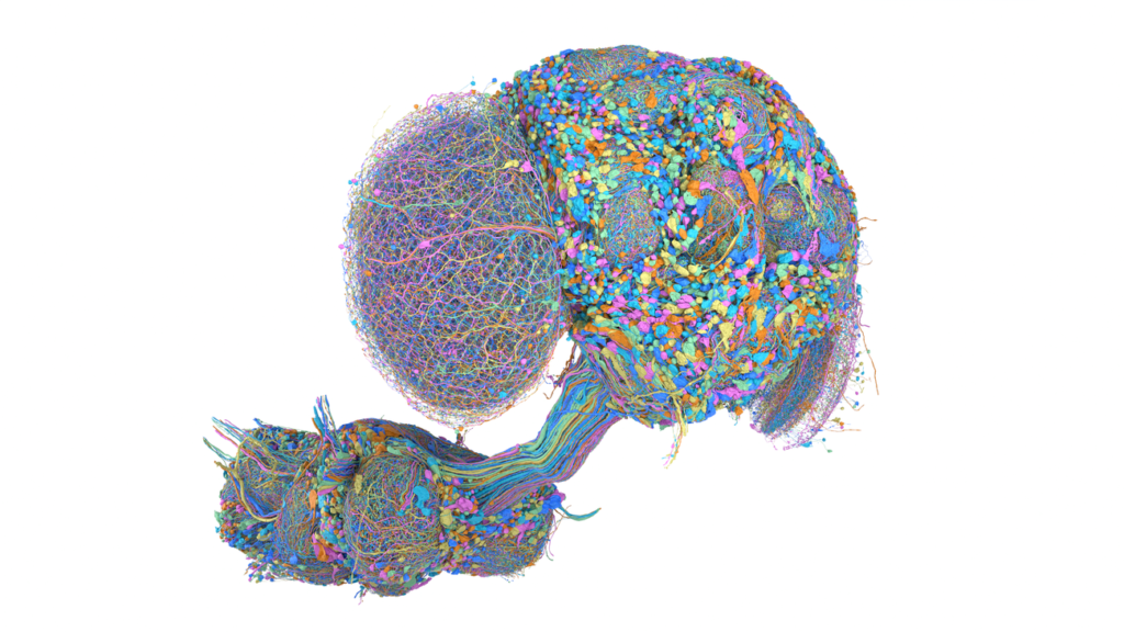 See a map of the male fruit fly brain Male Fruit Fly social.width 1300