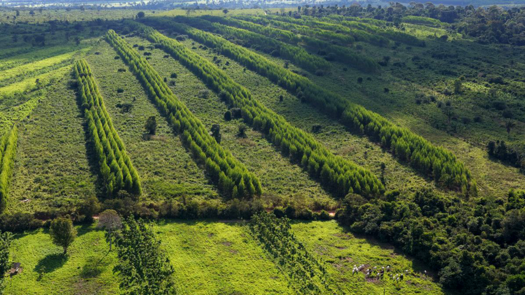 Working Trees Silvopasture.max 1440x810
